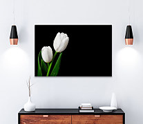 Obraz Biely tulipán 1748